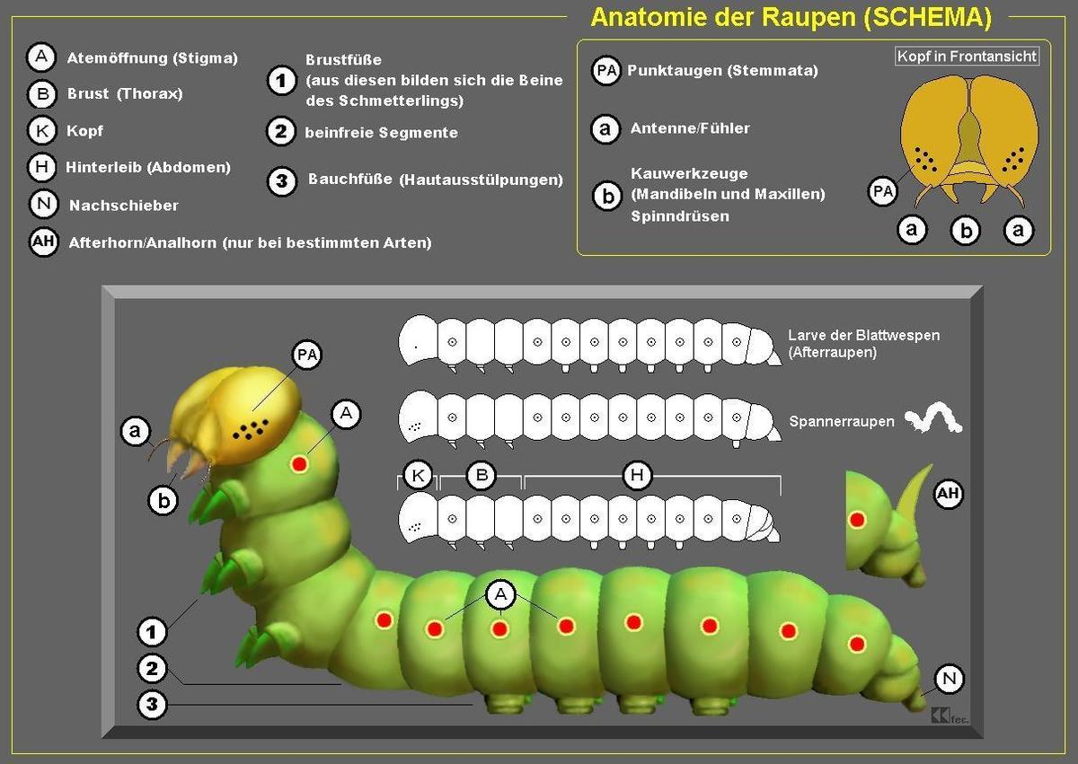 Raupe Schema