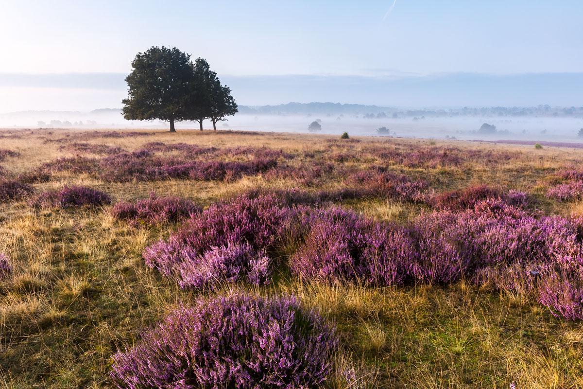 lueneburger-heide