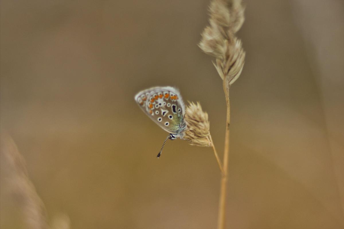 Schmetterling