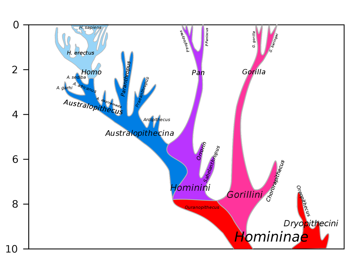 1920px-Hominini lineage.svg