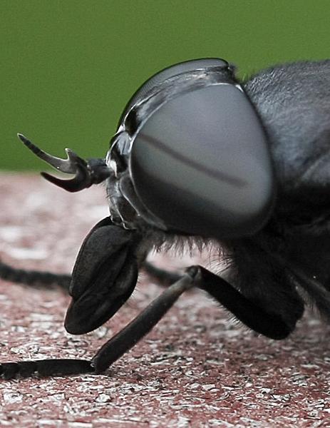 female-black-horse-fly-mouth-parts-1