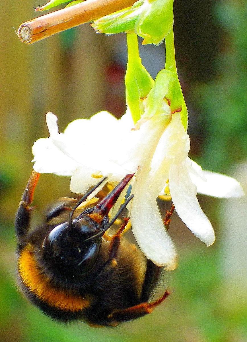 h KK 9653 Bumblebee