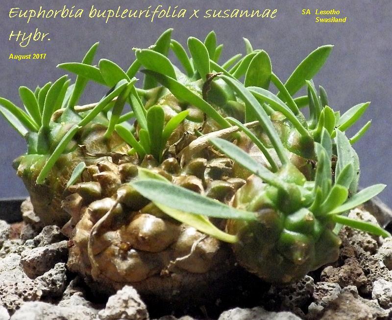  KK 6732 Euphorbia bupleurifolia 1 SAMin