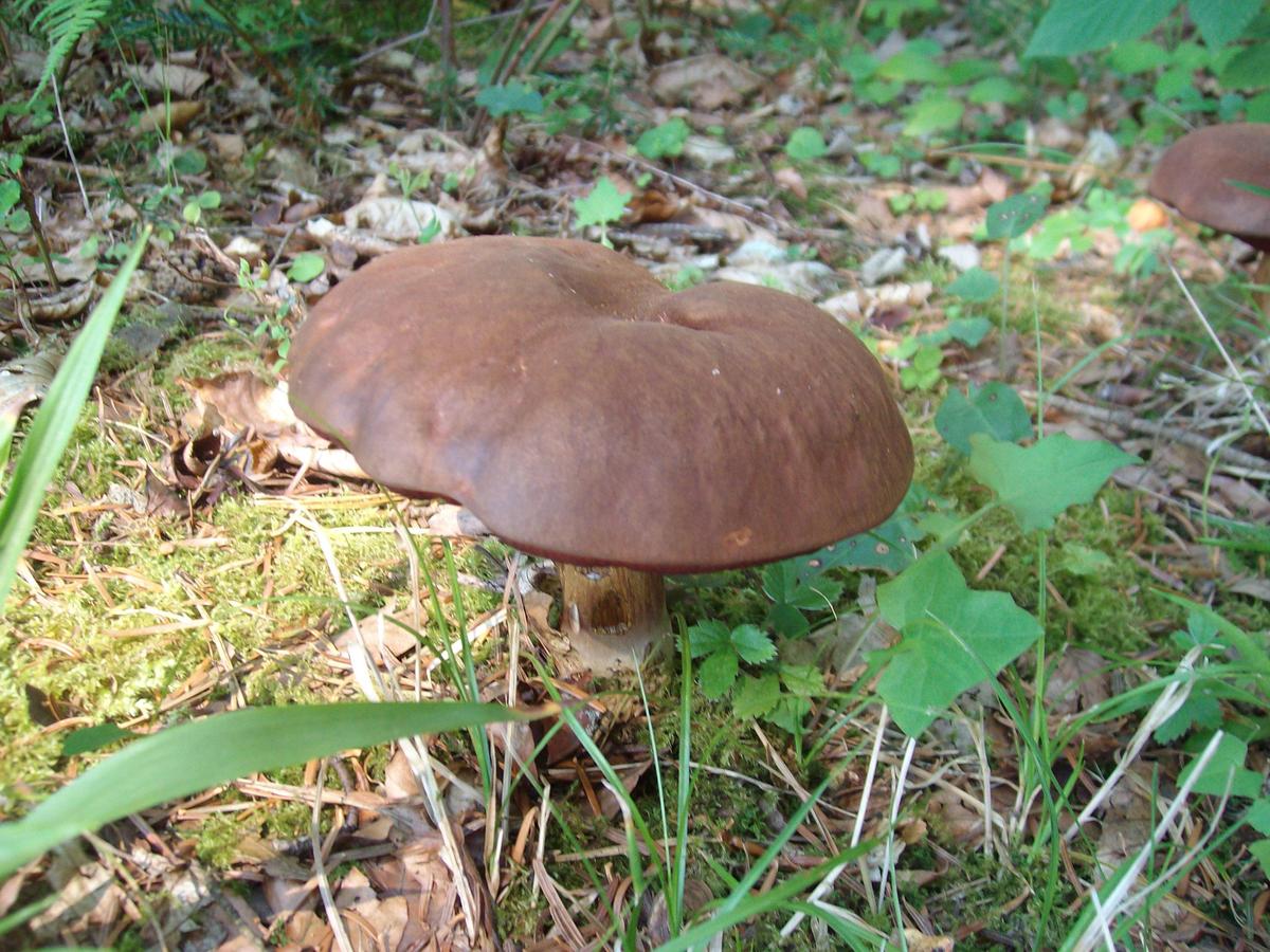 Pilz 1