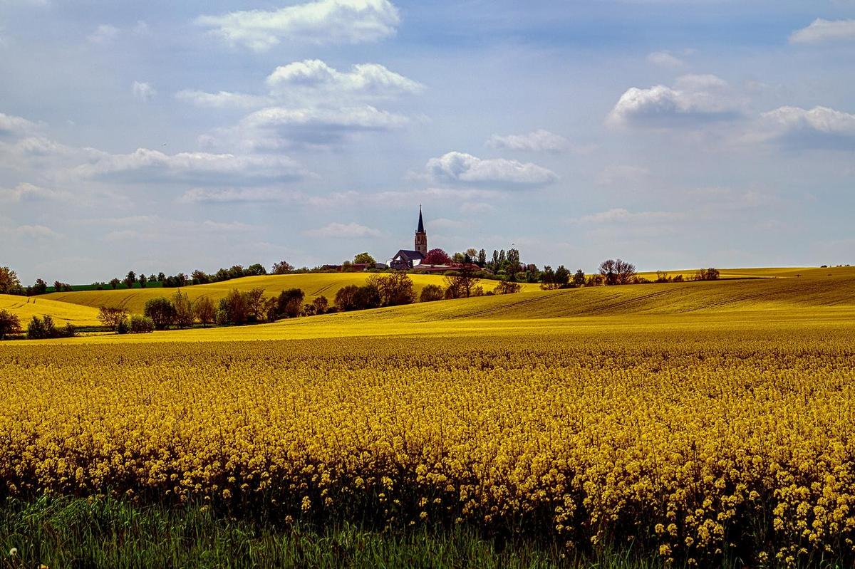 rapsfeld-mit-blick-zur-st-urban-kirche-w
