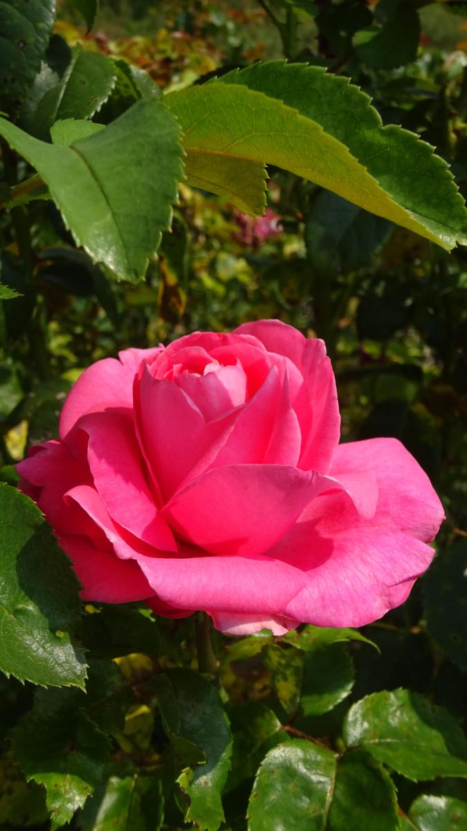 DSC03414