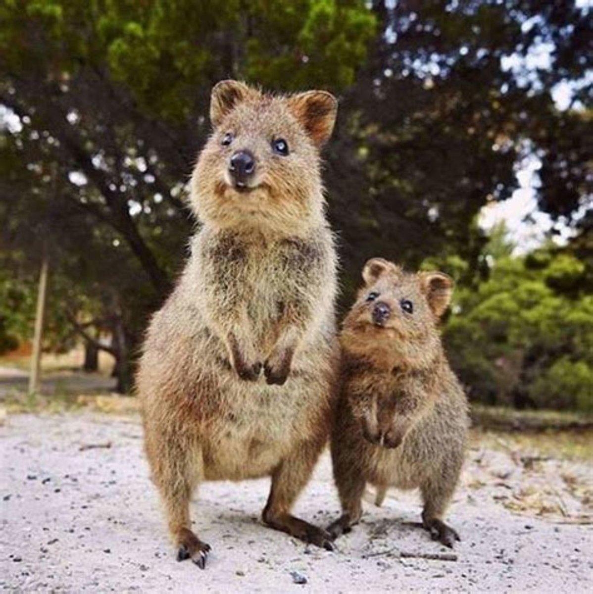 quokka rottnest - Copy