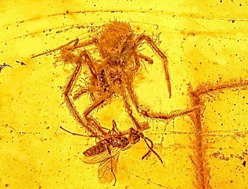 spider-and-wasp-in-amber
