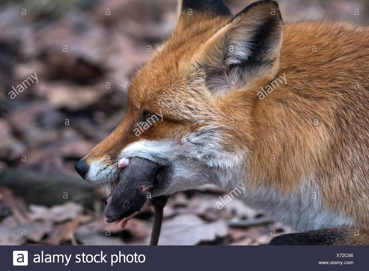 rotfuchs-vulpes-vulpes-mit-gefangenen-ra