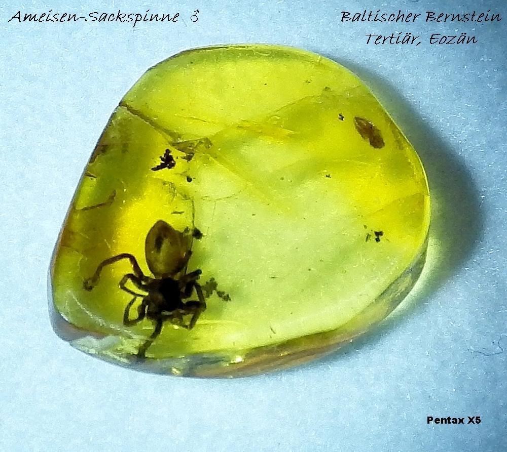  KK 8965-1000-Corinnidae