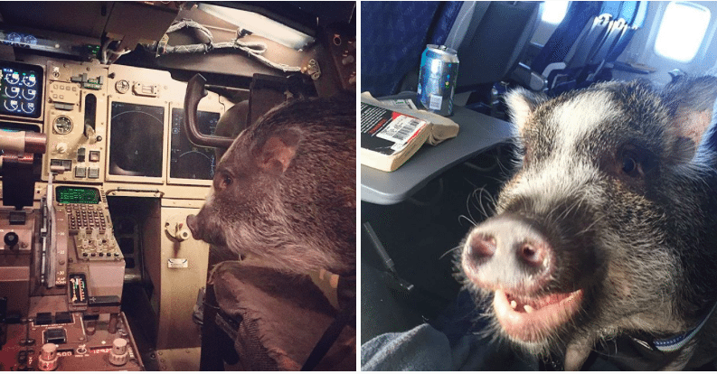 0 wildschwein cockpit