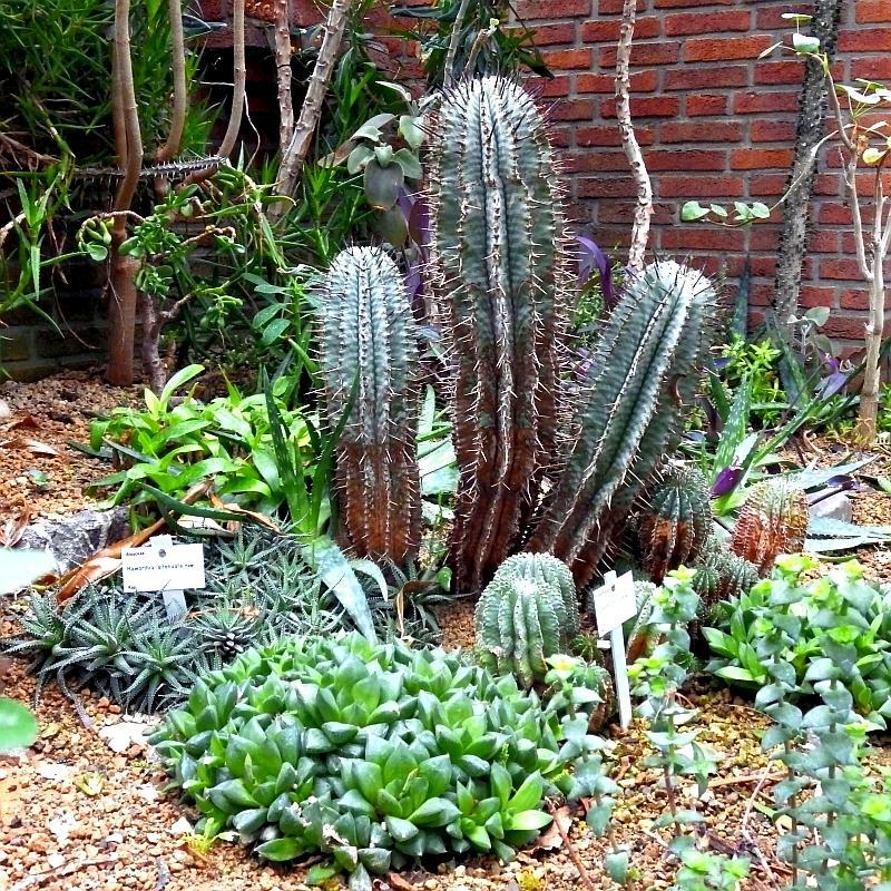  KK 4941 cactus