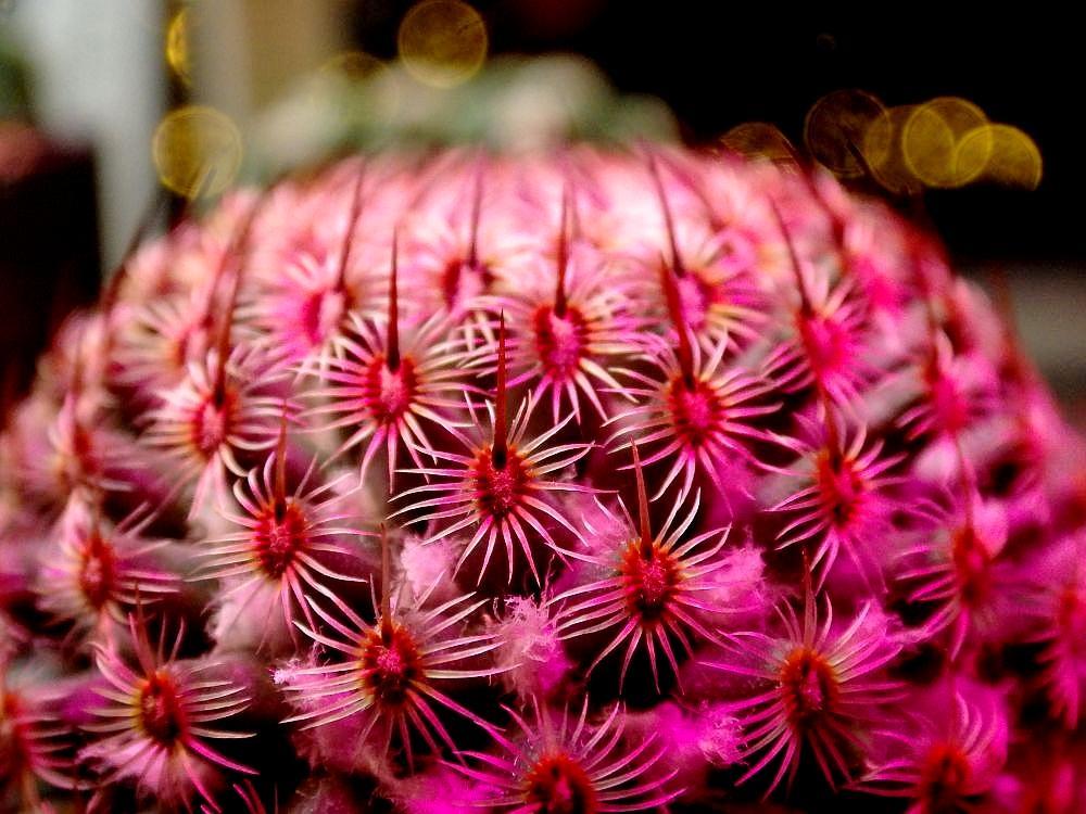 Mammillaria haageana 02