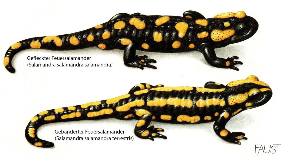 feuersalamander