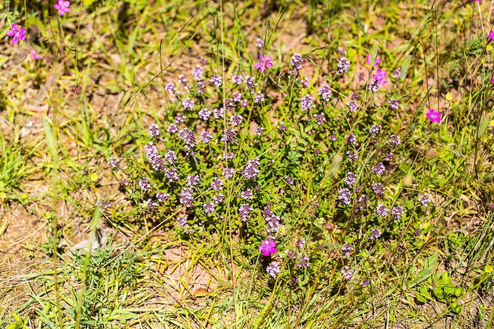 Feld-Thymian Thymus serpyllum  Heide-Nel