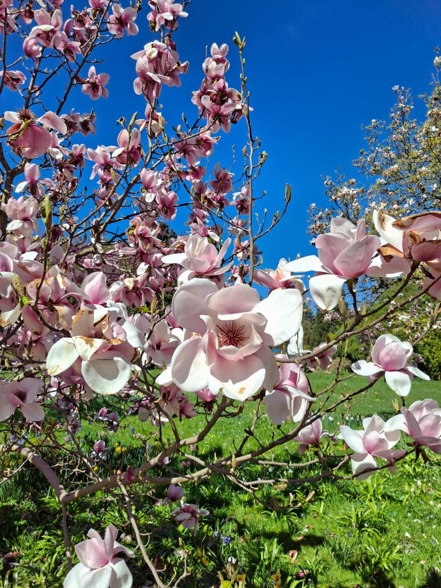 Palmengarten 085