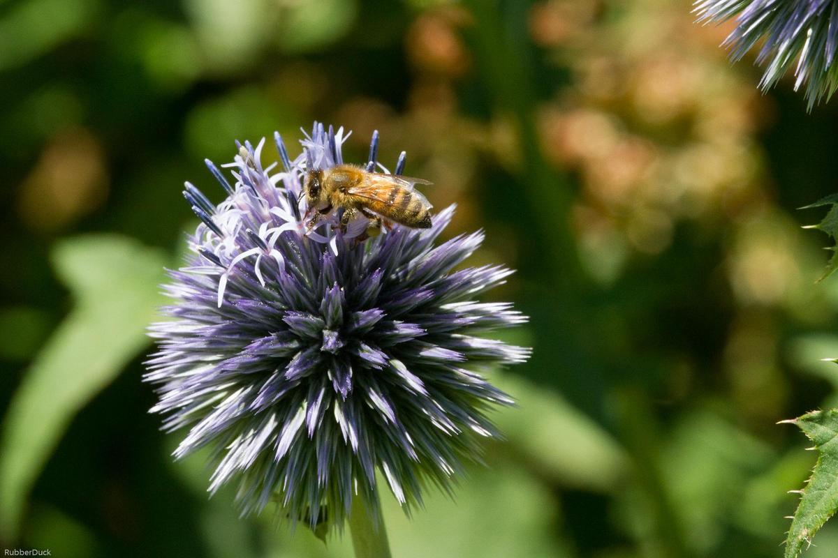 Distel mit Biene