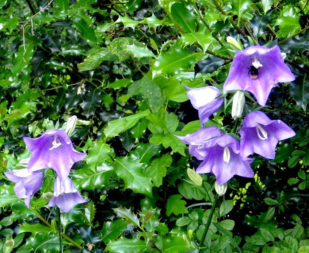 IMGP0246