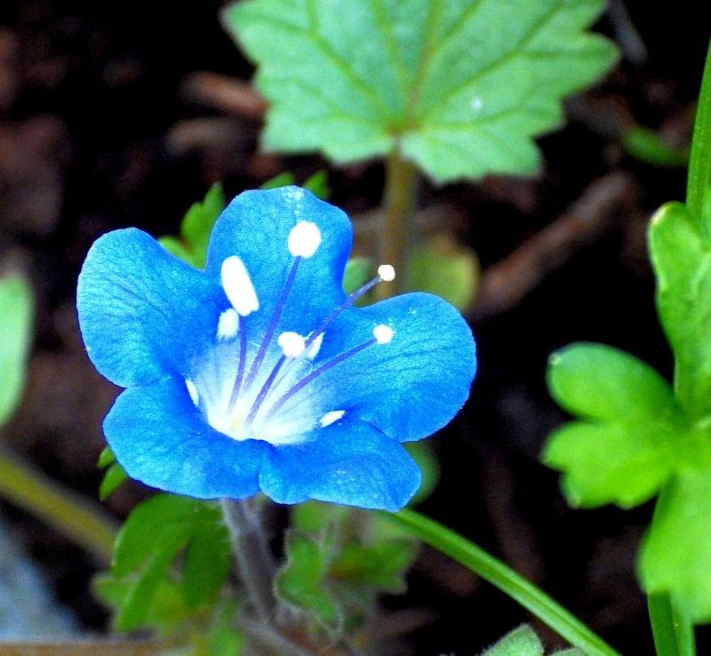  KK 5698 Phacelia  campanularia 