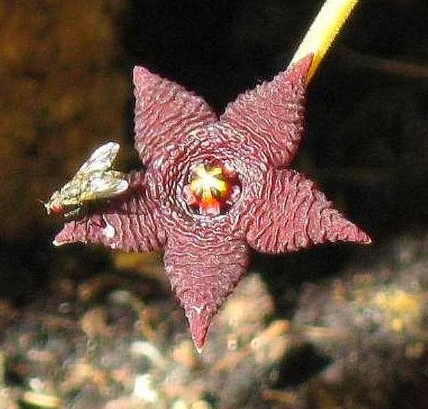 Stapelia similis