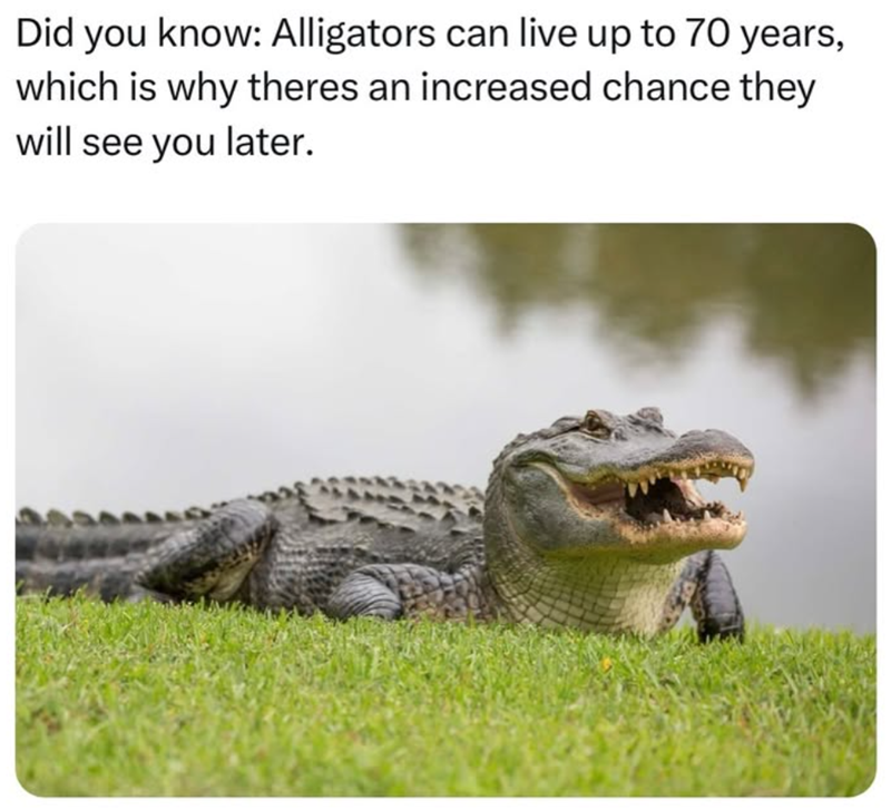 did-know-alligators-can-live-up-70-years