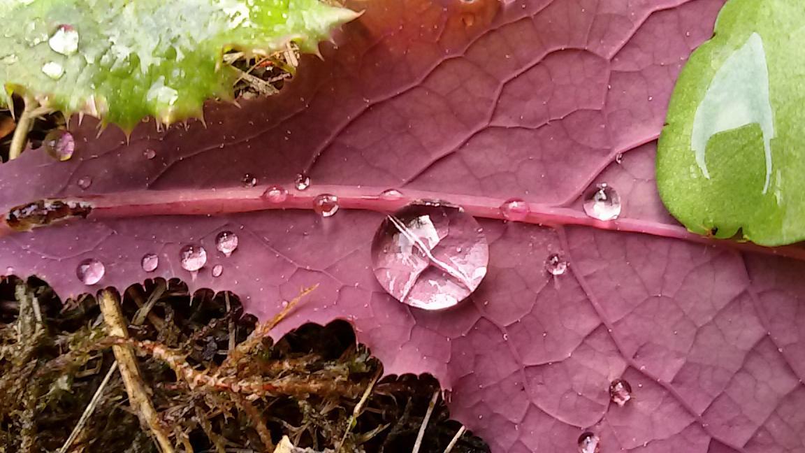 nach dem Regen 3