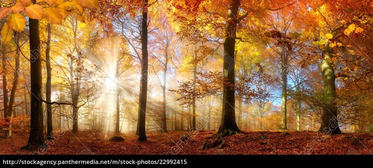 Herbstwald mit Sonne