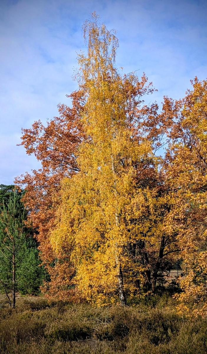 e7eb1c9e-5e7a-4e46-95b1-0b1a290741bb cop