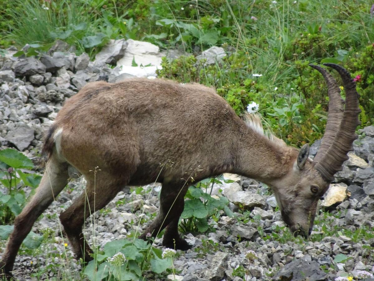 steinbock