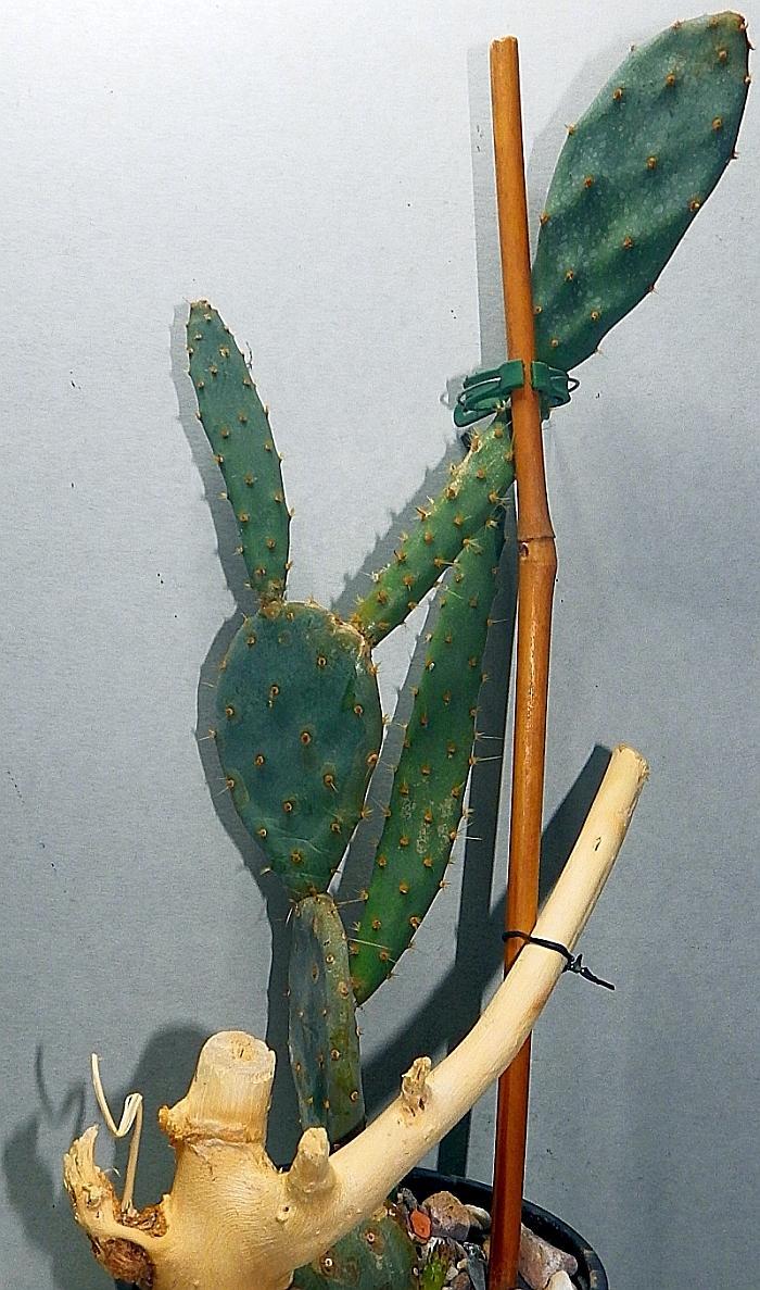  KK 7569 Opuntia