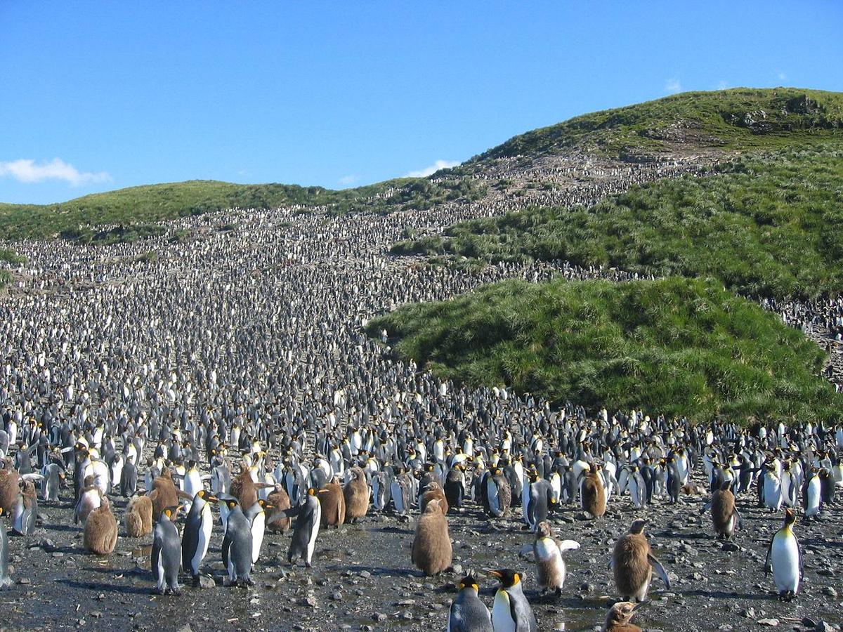 1280px-Colony of aptenodytes patagonicus