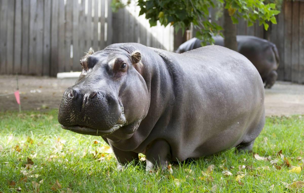 Susie-the-hippo-credit-Dave-Mattner-Zoos