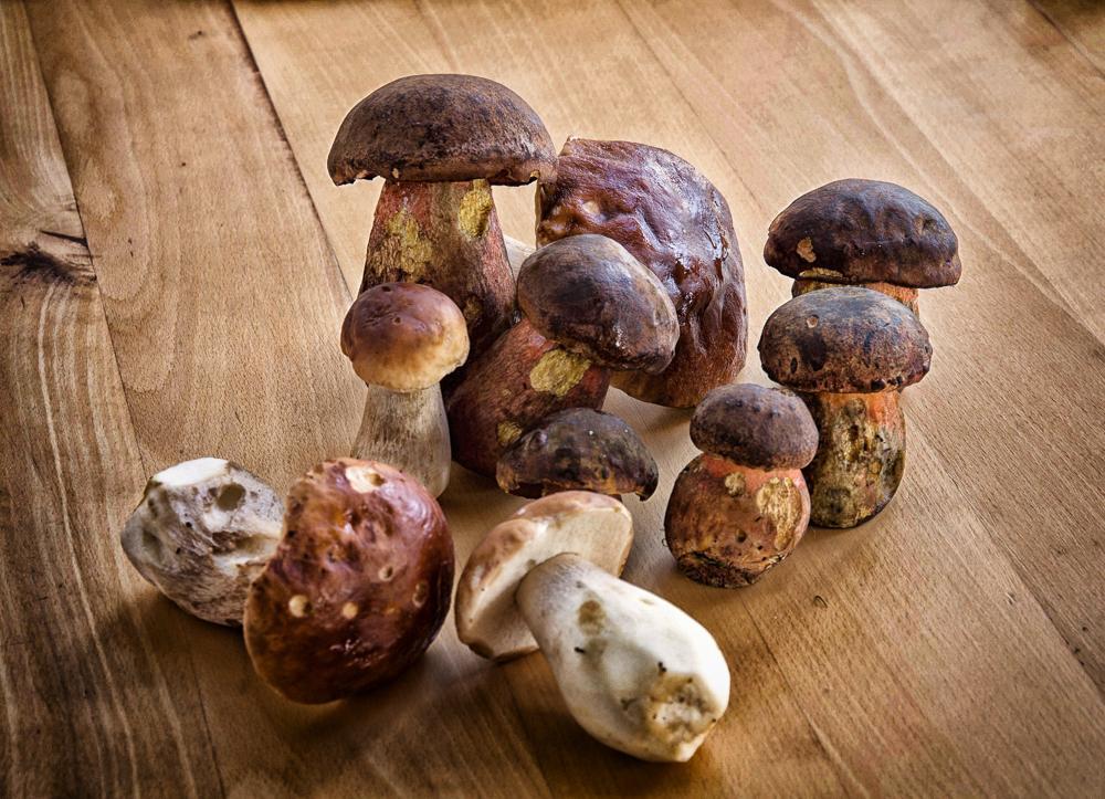 Pilze Boletus