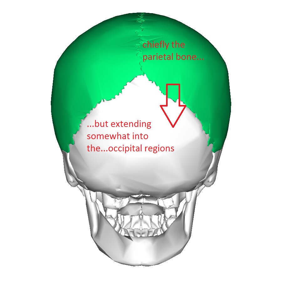 africanischoccipital