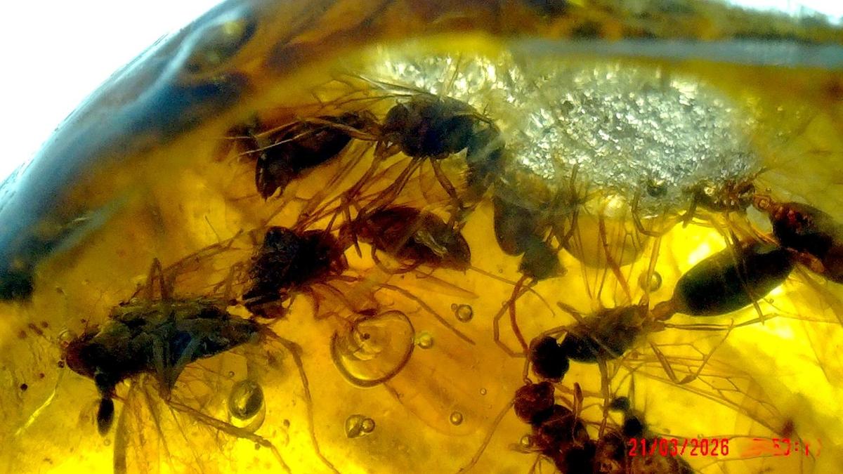 2026 0321 205312 003