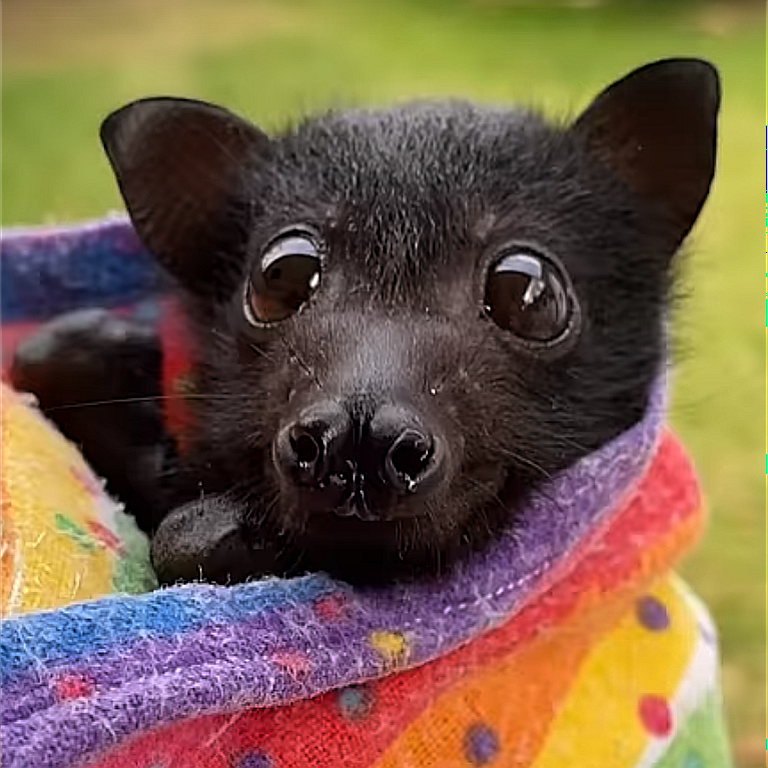 Bat2