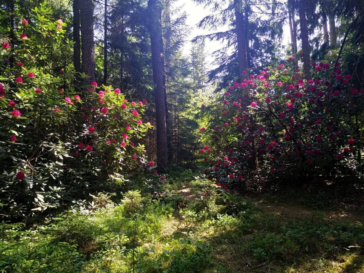 Rhododendron im Wald 2