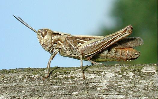 Chorthippus biguttulus