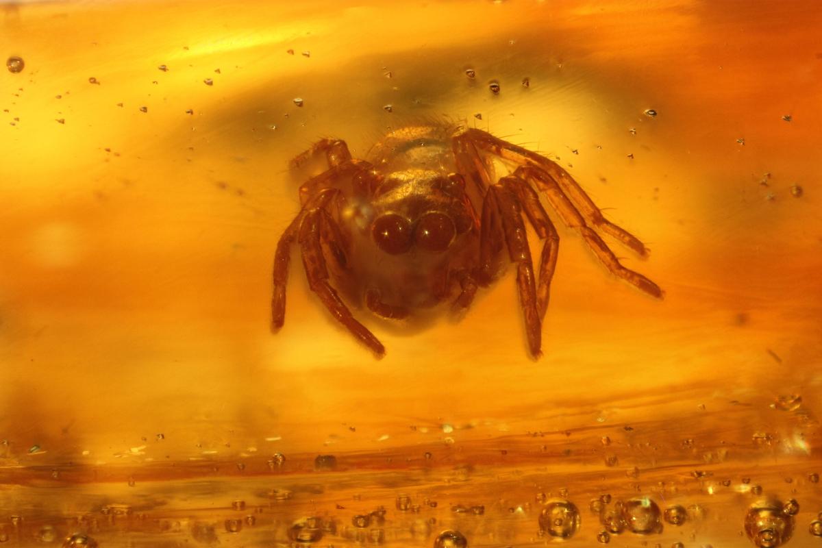 V960 Salticidae frontal