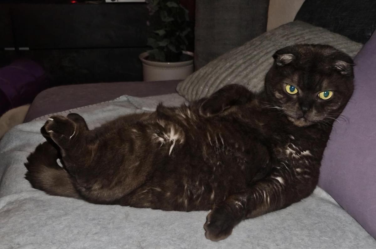 Screenshot 20260205 174633 Gallery