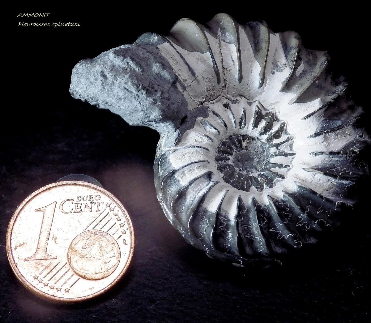  KK 8683 Ammonit  2000
