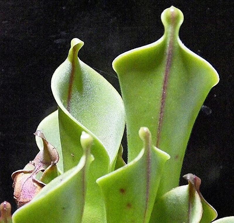  KK 9179 Heliamphora