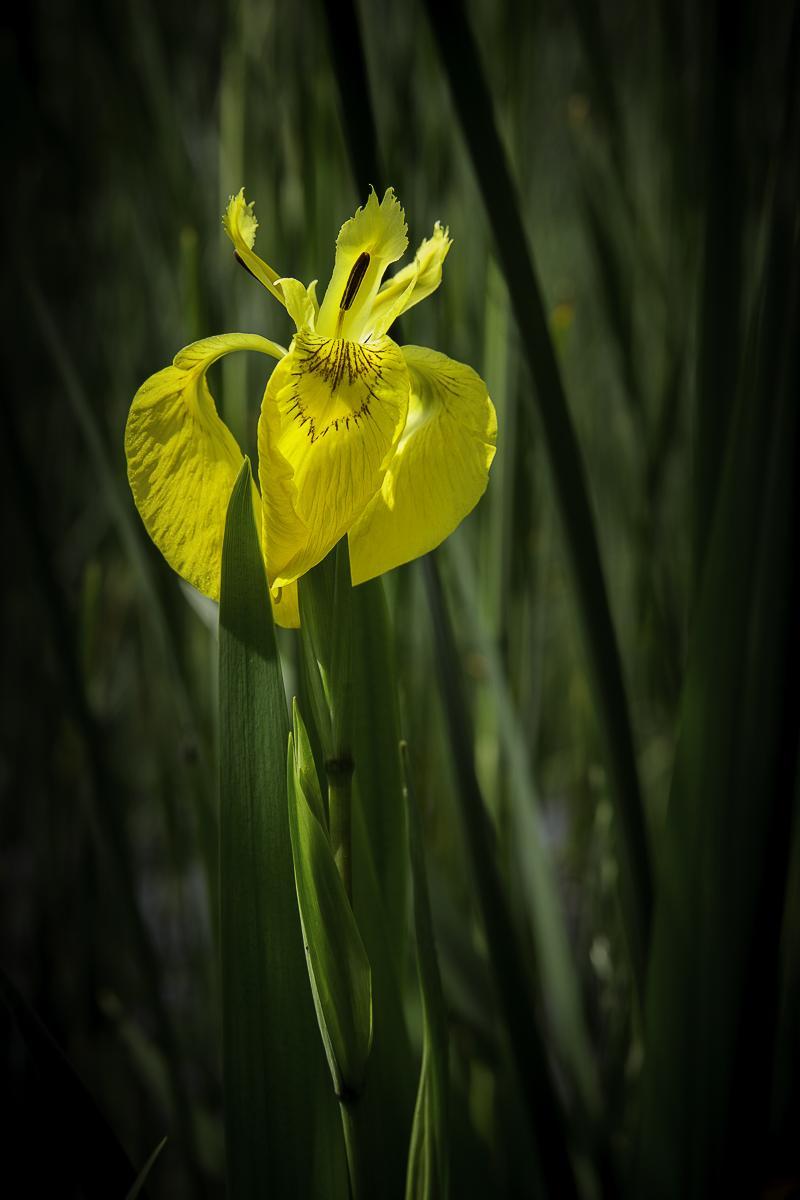 Iris germanica1 Forum-2