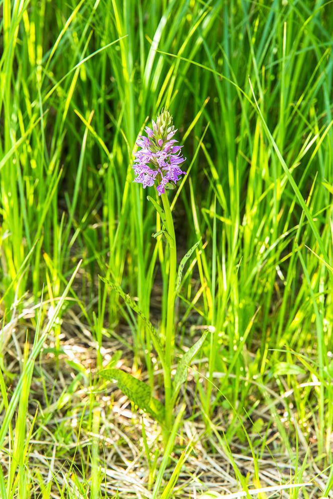 Geflecktes Knabenkraut Dactylorhiza macu