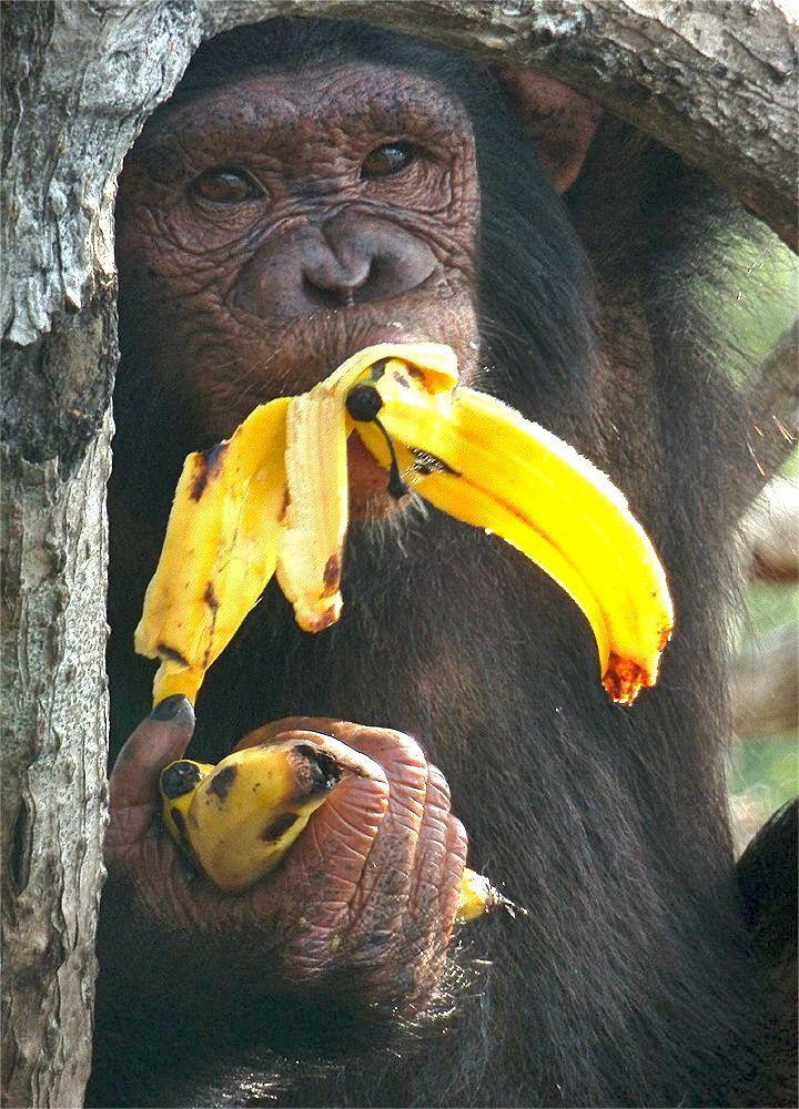 schimp bananen
