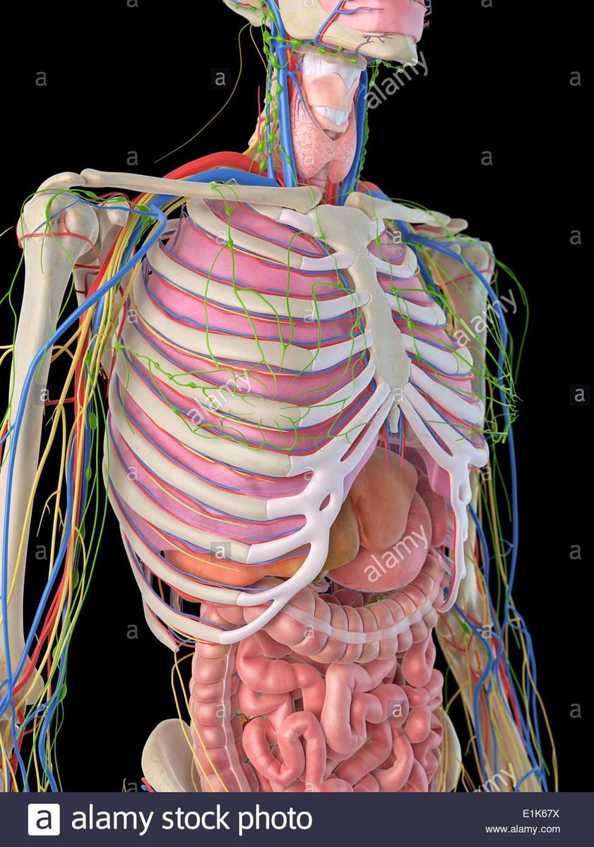 the-human-anatomy-showing-organs-in-the-