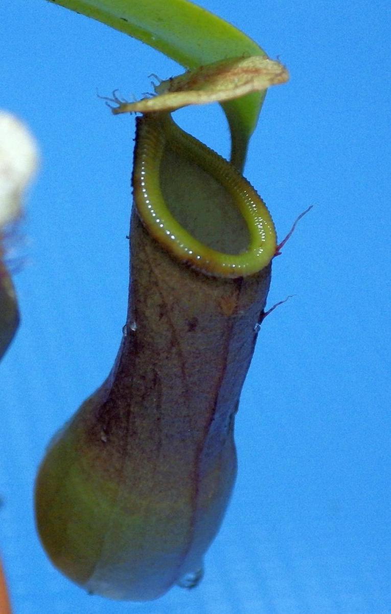  KK 0135 Nepenthes