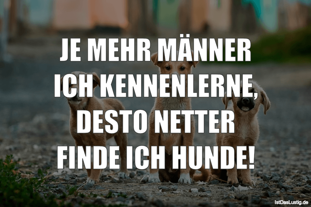 hunde