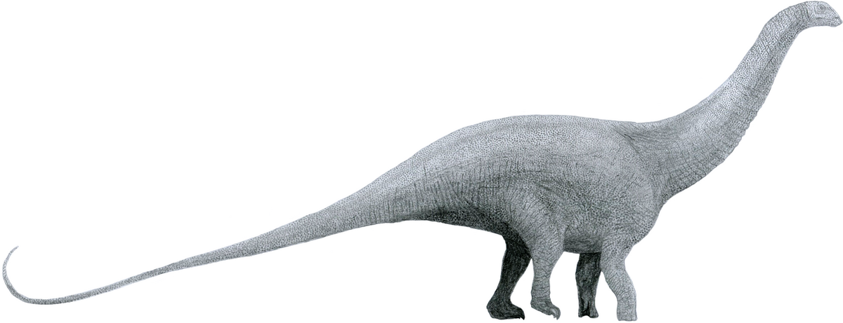 1280px-Brontosaurus by Tom Parker