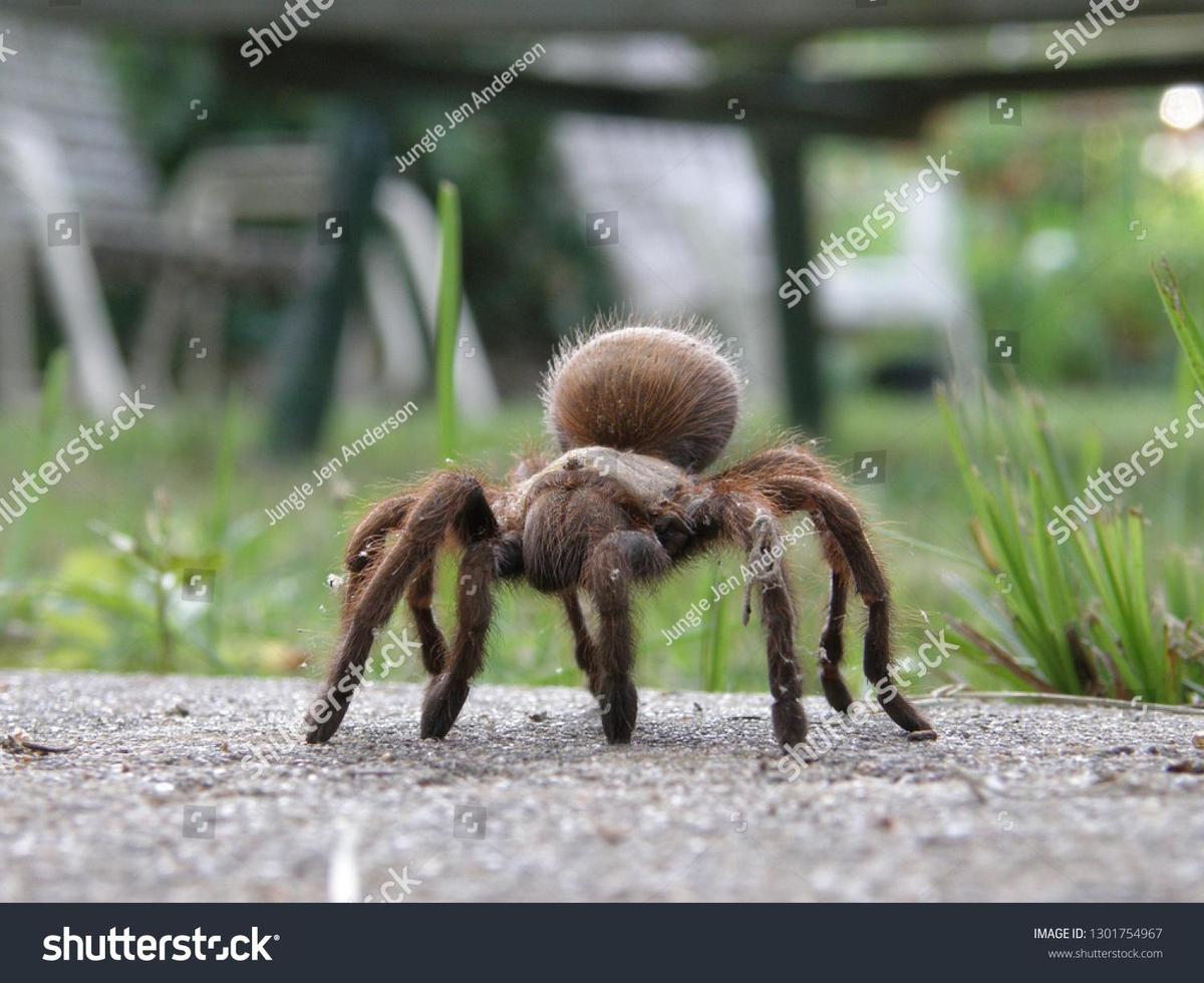 stock-photo-texas-brown-tarantula-standi